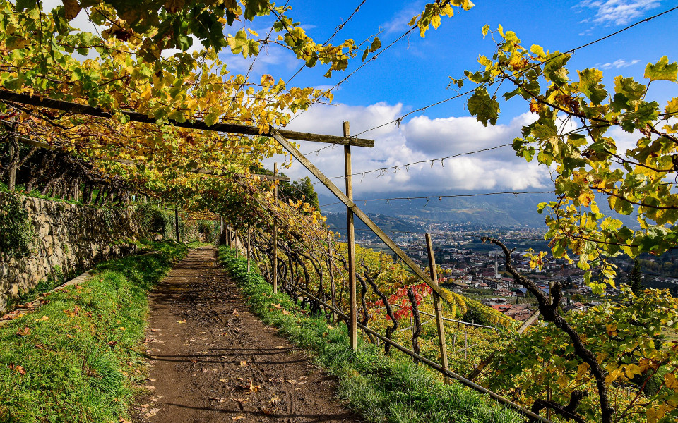 Weinlandschaft in Südtirol