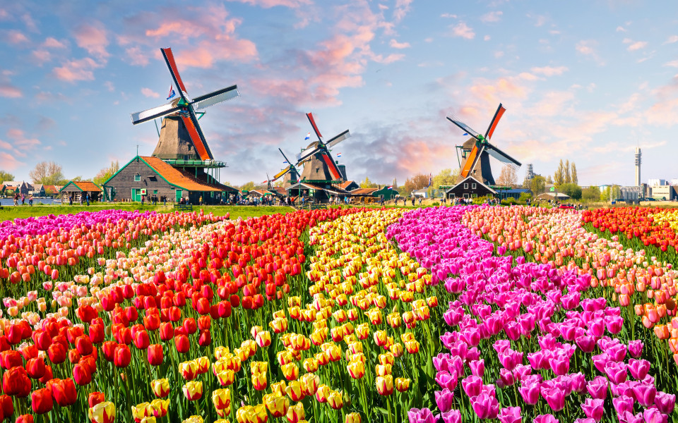 Tuplenfeld in Holland