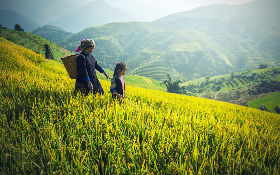 Mutter und Tochter der Hmong arbeiten während der Regenzeit auf Reisterrassen in Mu Cang Chai, Vietnam.