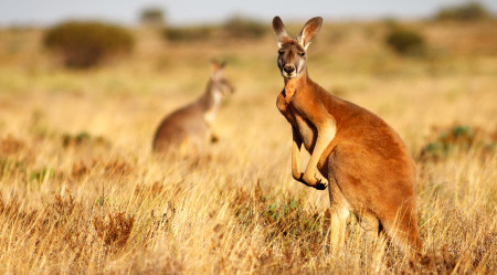 Urlaub-in-Australien